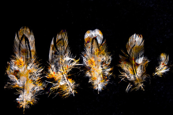 Feathers