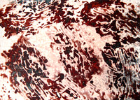 Insect Bark Print_LumenDSC_4994-Edit