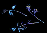 Bluebell