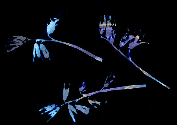 Bluebell