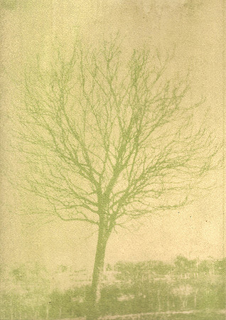 Tree Antho
