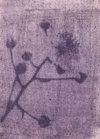 Bramble Antho