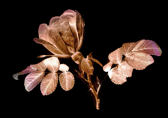 Dogrose