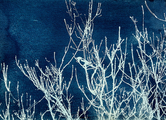 Magpie Cyano