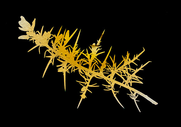 Gorse