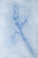 Bluebell Antho