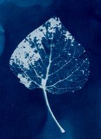 Leaf Skeleton Cyano