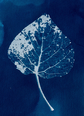 Leaf Skeleton Cyano