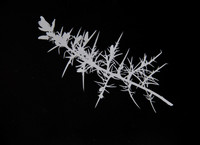 Gorse Photogram