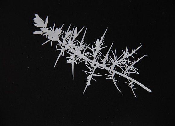 Gorse Photogram