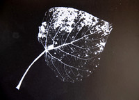 Leaf Skeleton Photogram