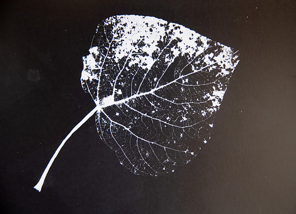 Leaf Skeleton Photogram