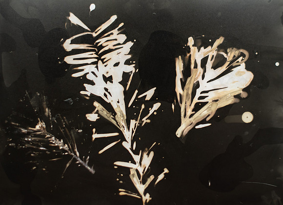 Spruce Lumen