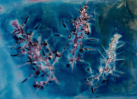 Bluebell