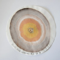 Scots Pine Chrom