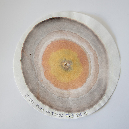 Scots Pine Chrom