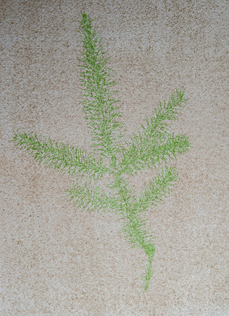 Spruce Antho