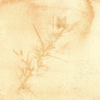 Gorse Antho