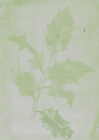 Holly on Bluebell Petal