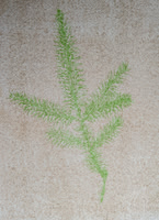 Spruce on Spruce