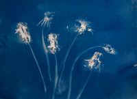 Cyano Dandelion