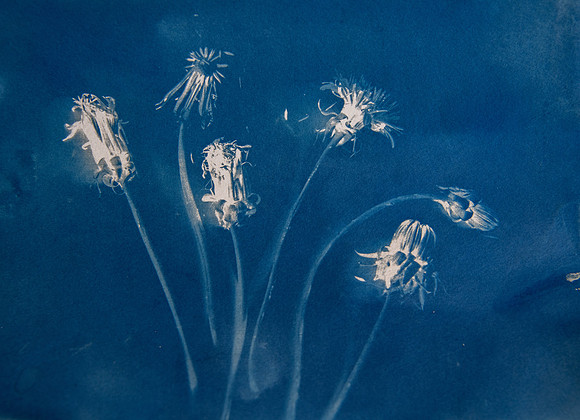 Cyano Dandelion