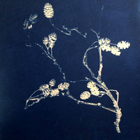 Alder Cyano
