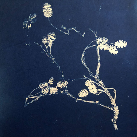 Alder Cyano