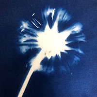 Dandelion Cyano
