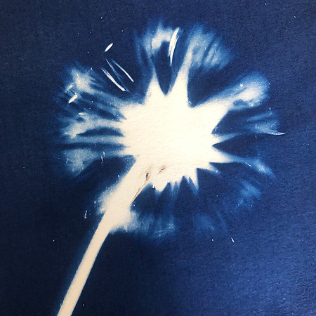 Dandelion Cyano