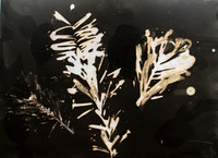 Spruce Lumen