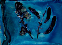 Broom Cyano Lumen
