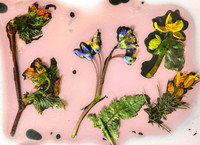 Wildflower Lumen