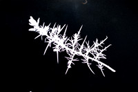 Gorse Photogram