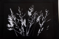 Grass Photogram