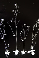 Photogram_DSC_5804-Edit