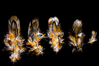 Full Size JPEG V2 Shift_WORKING_Feathers_DSC_5537-Edit copy 4-Edit
