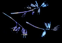 Bluebell