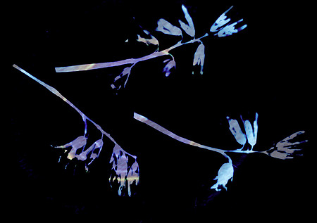Bluebell