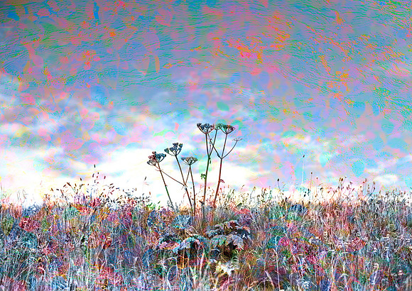 Mystic Garden
