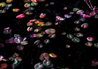 Jewelled Light