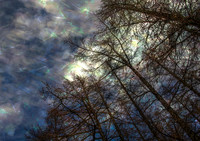 Withered Moon