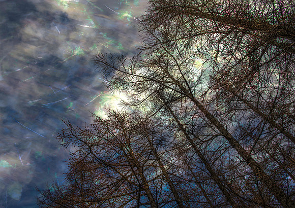 Withered Moon