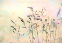 Sunlit Meadow