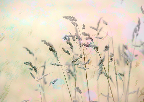 Sunlit Meadow