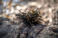 Torridon 2