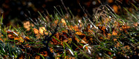 Grass Leaves