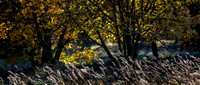 Grass and Trees
