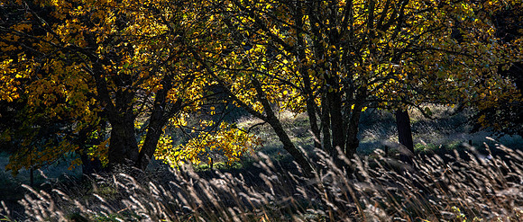 Grass and Trees