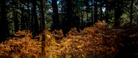 Bracken